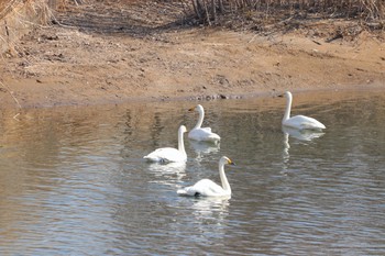 2019年4月14日(日) 長流川の野鳥観察記録