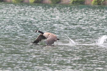 Canada Goose Unknown Spots Sat, 7/31/2010