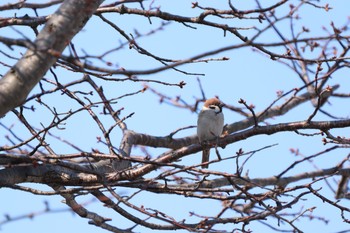 スズメ 長流川 2019年4月14日(日)