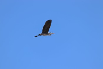 アオサギ 長流川 2019年4月28日(日)