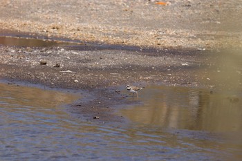 コチドリ 長流川 2019年4月28日(日)