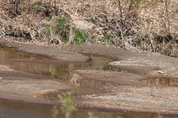 ツグミ 長流川 2019年4月28日(日)