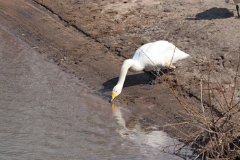 2019年3月17日(日) 長流川　伊達市の野鳥観察記録