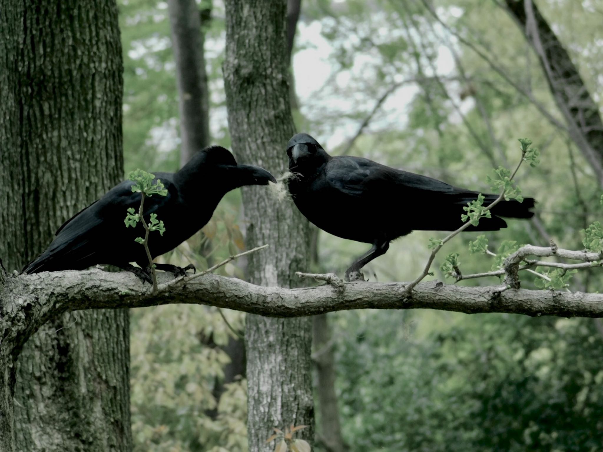 Large-billed Crow