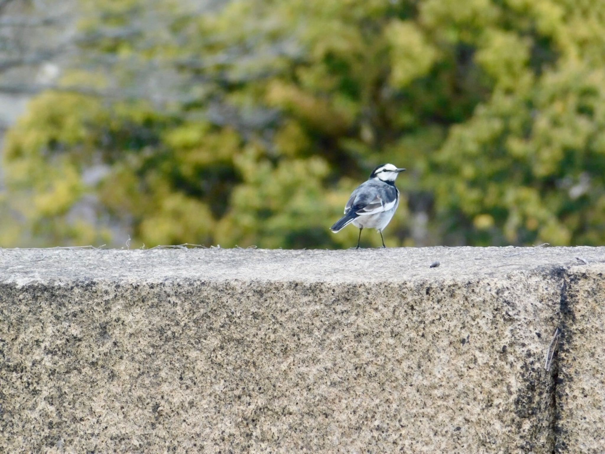 White Wagtail