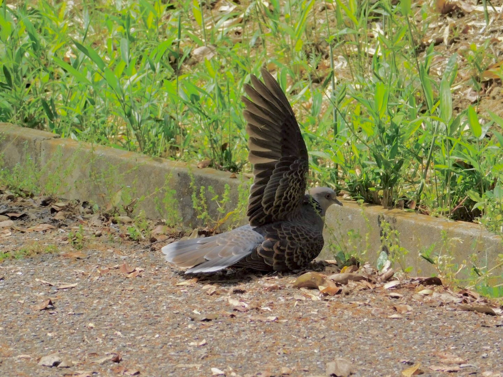 Photo of Oriental Turtle Dove at 金ヶ崎公園(明石市) by カモちゃん