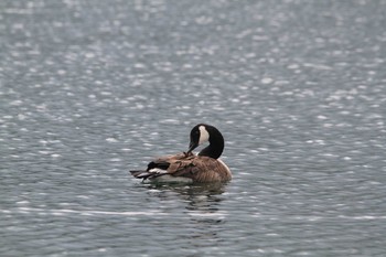 Canada Goose Unknown Spots Sat, 7/31/2010