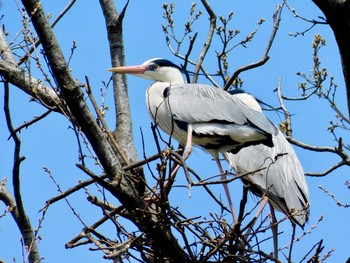 2020年4月2日(木) 三重県免許センターの野鳥観察記録