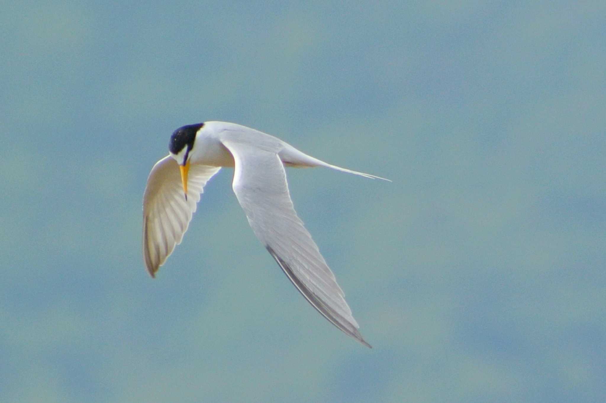 Photo of Little Tern at 御前浜 by Daguchan