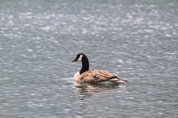 Canada Goose Unknown Spots Sat, 7/31/2010