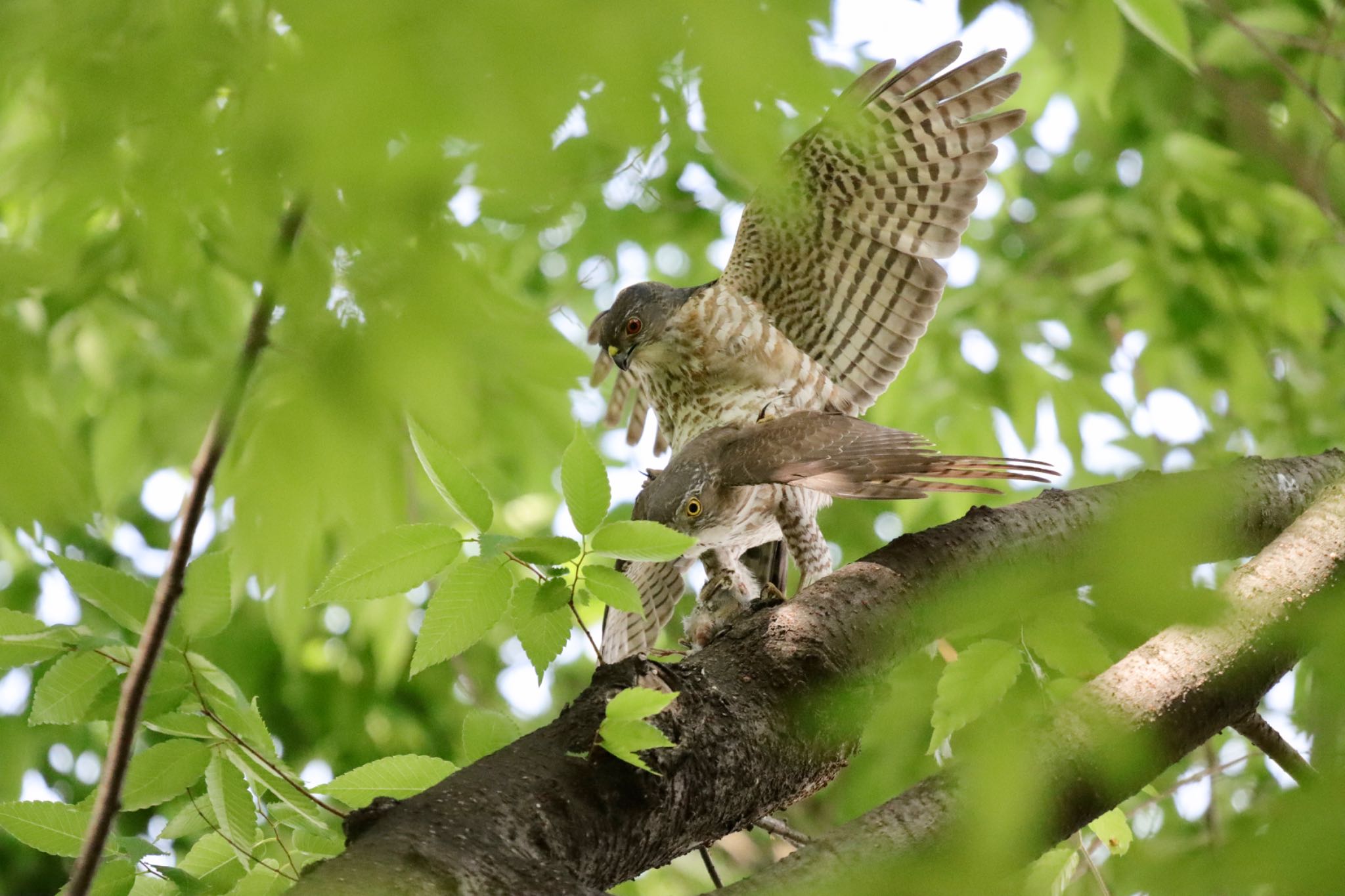 Photo of Japanese Sparrowhawk at 東京都 by アカウント3280