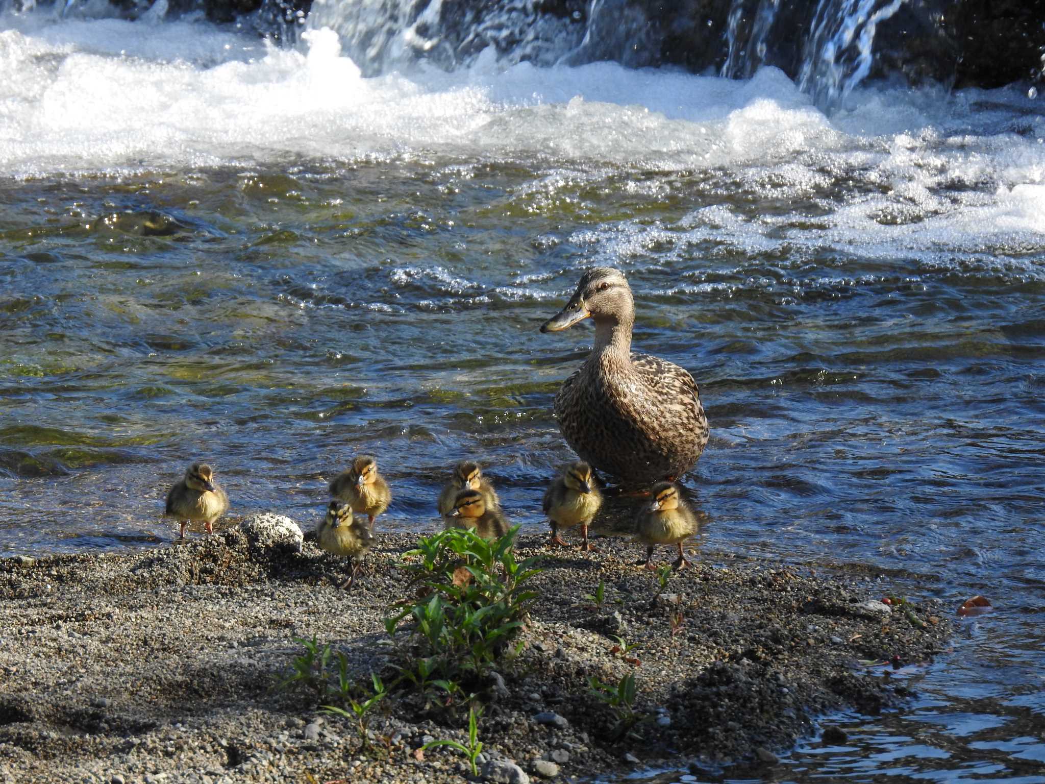 マガモ