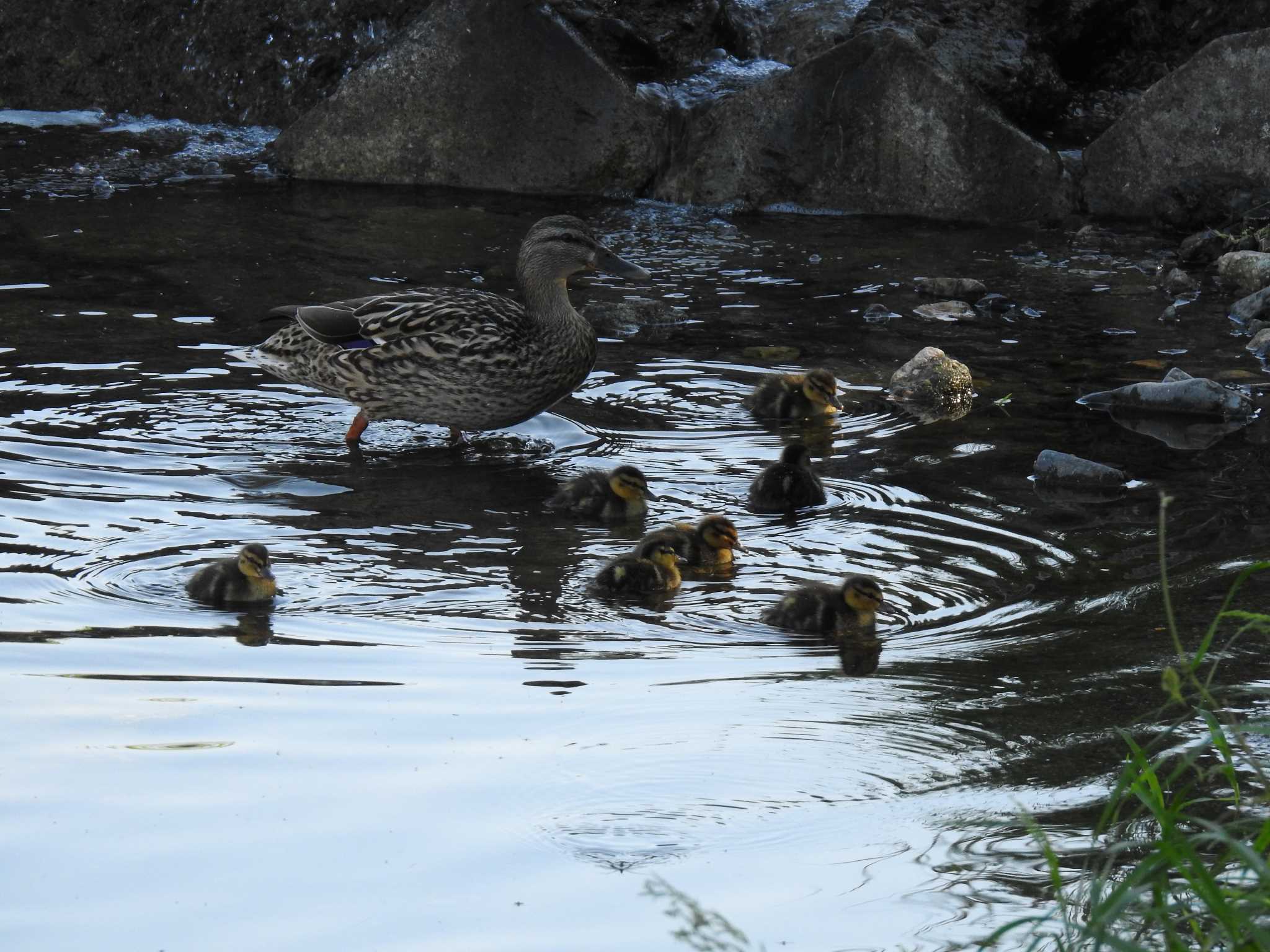 高野川、京都 マガモの写真 by hideneil