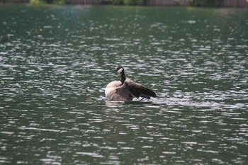 Canada Goose Unknown Spots Sat, 7/31/2010