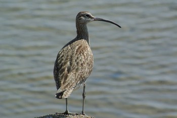 Eurasian Whimbrel 甲子園浜(兵庫県西宮市) Thu, 5/14/2020