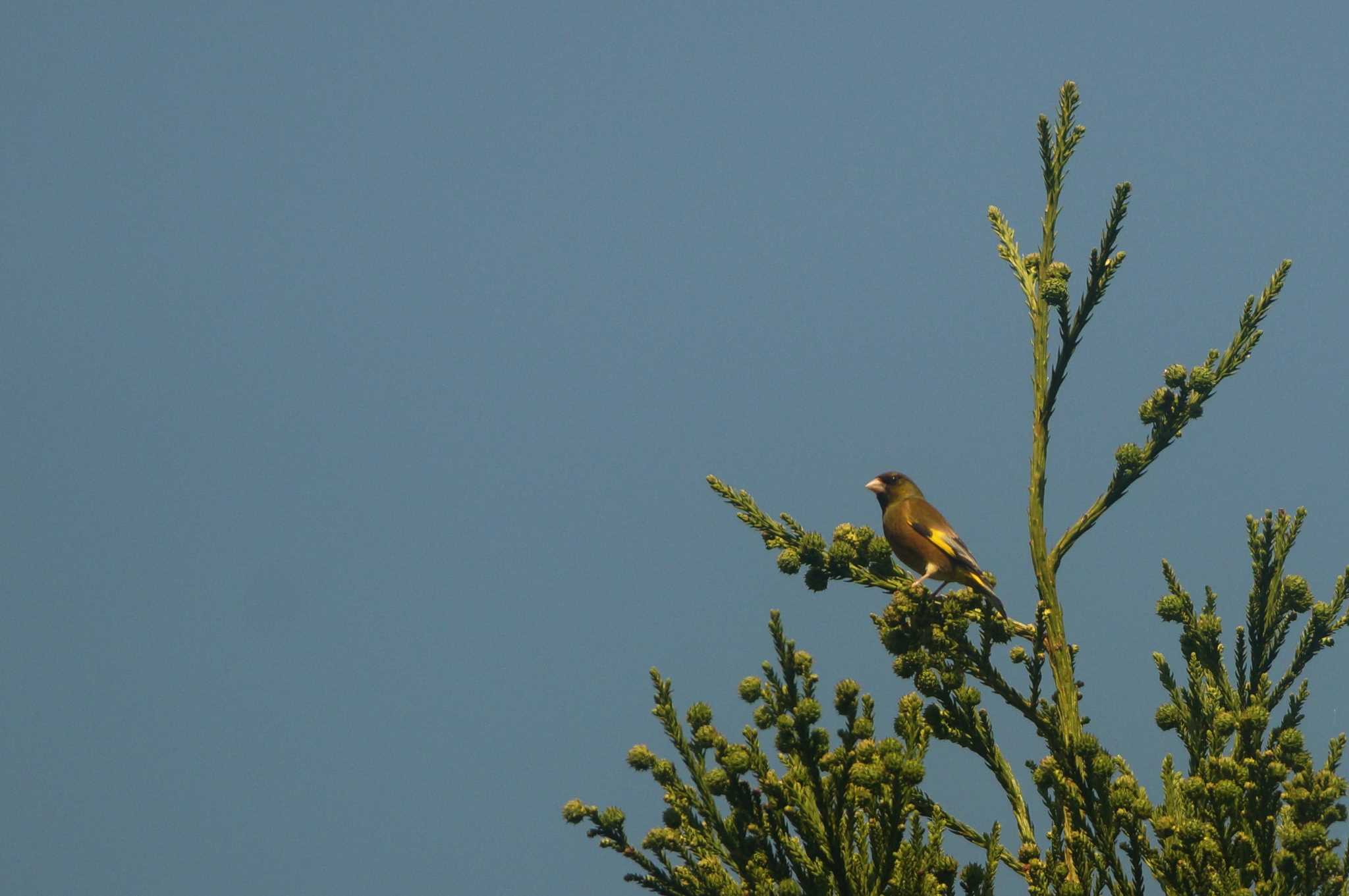 Photo of Grey-capped Greenfinch at 東京都 by bea