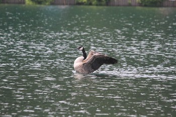 Canada Goose Unknown Spots Sat, 7/31/2010