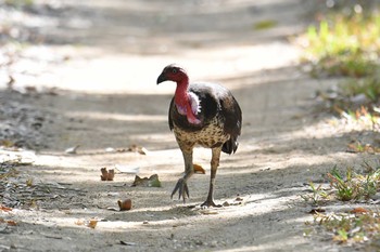 ヤブツカツクリ アイアンレンジ国立公園 2019年10月17日(木)