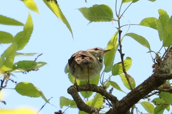 Japanese Bush Warbler 太白山 Thu, 5/14/2020