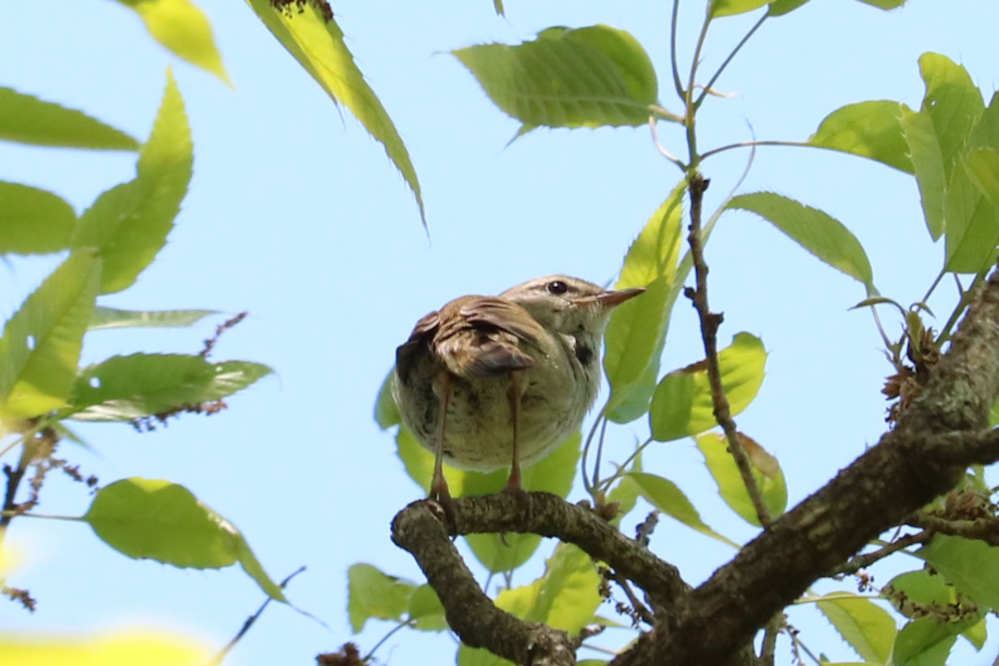 Photo of Japanese Bush Warbler at 太白山 by あーるてぃ