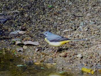 2020年5月14日(木) 六甲山の野鳥観察記録