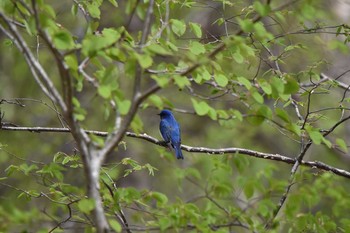 オオルリ 青葉公園(千歳市) 2020年5月14日(木)