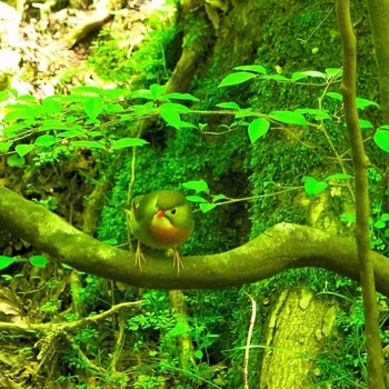 Red-billed Leiothrix 雲仙あざみ谷 Thu, 5/14/2020