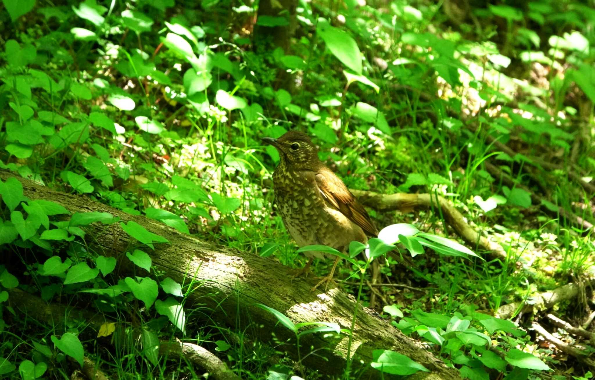 Photo of Japanese Thrush at 雲仙あざみ谷 by M Yama