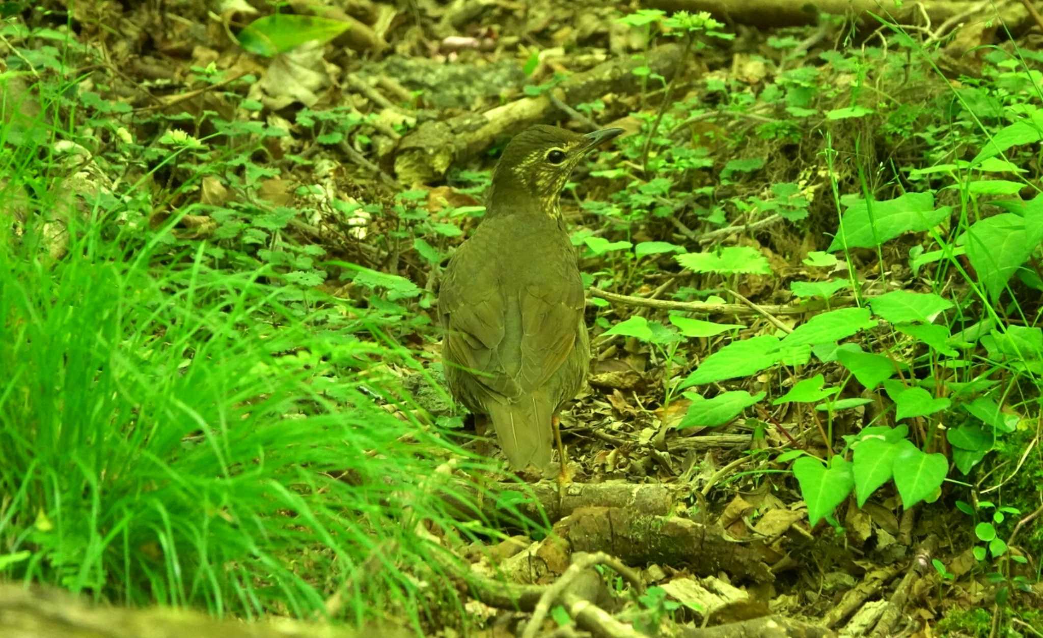 雲仙あざみ谷 クロツグミの写真 by M Yama