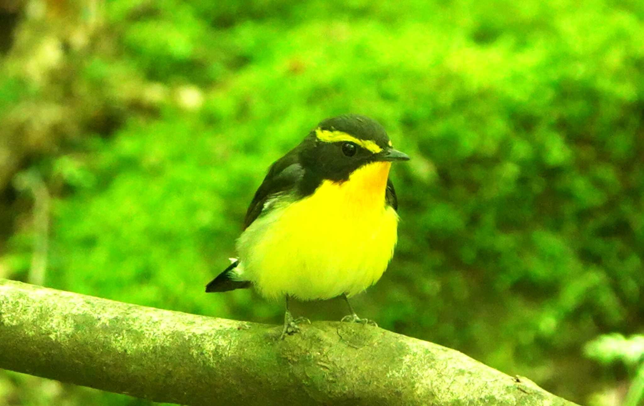 Photo of Narcissus Flycatcher at 雲仙あざみ谷 by M Yama