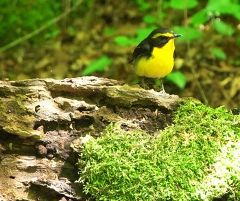 Narcissus Flycatcher 雲仙あざみ谷 Thu, 5/14/2020