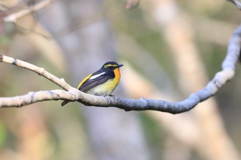 キビタキ 北海道 函館市 見晴公園 2020年5月14日(木)