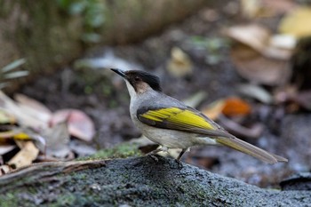 Ashy Bulbul Phu Khiao Wildlife Sanctuary Tue, 2/11/2020