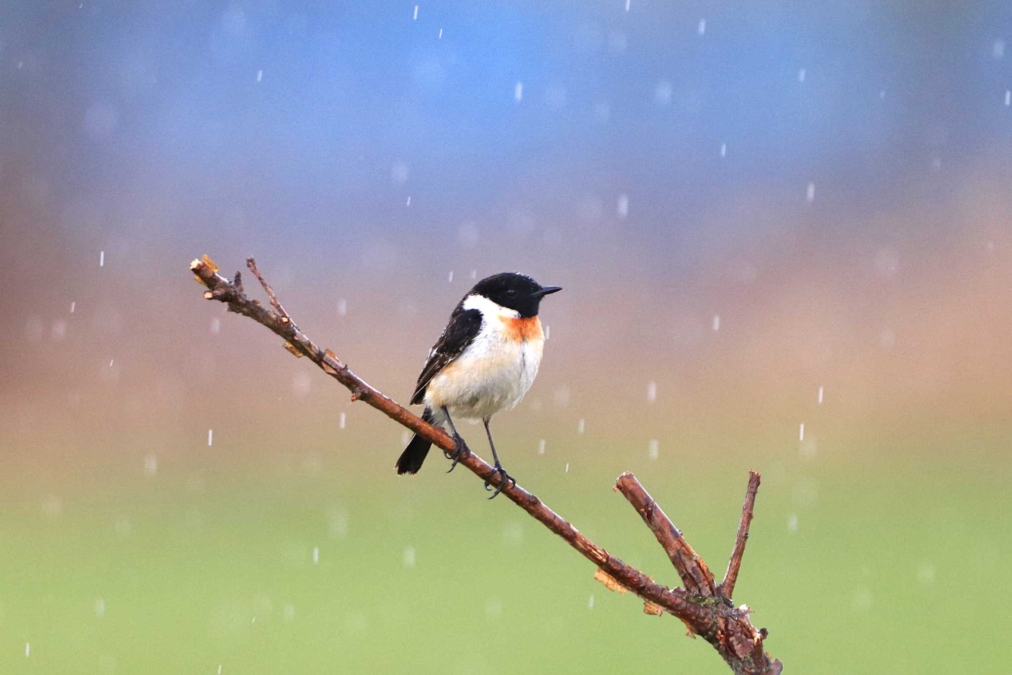 Photo of Amur Stonechat at Akan International Crane Center by とみやん