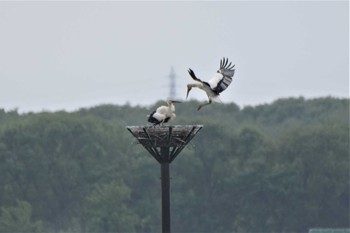 コウノトリ 渡良瀬遊水地 2020年5月12日(火)