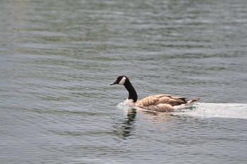 Canada Goose Unknown Spots Sat, 7/31/2010