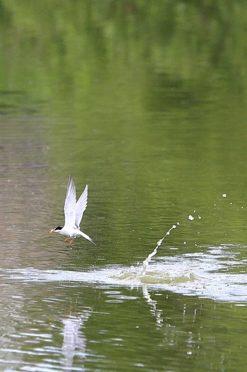 コアジサシ 城北公園 2020年5月15日(金)