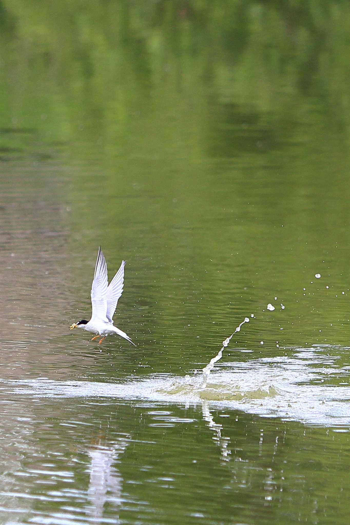 城北公園 コアジサシの写真 by 哲庵（てつあん）