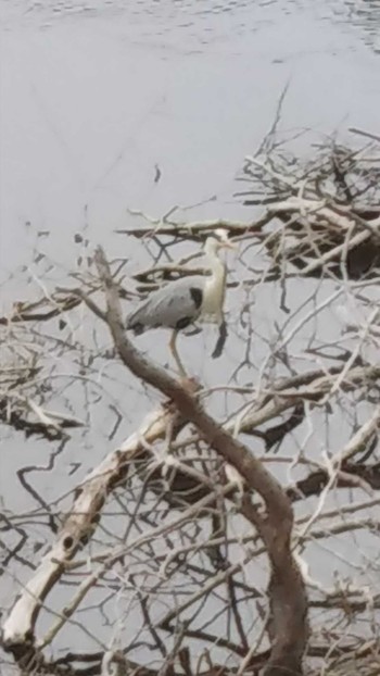 Grey Heron 六甲山 Fri, 5/15/2020