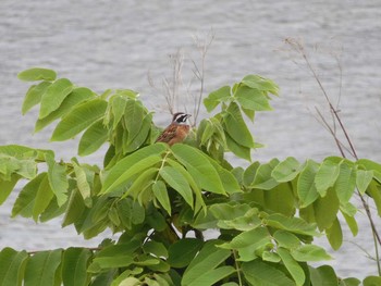 Meadow Bunting 東京都多摩地域 Fri, 5/15/2020