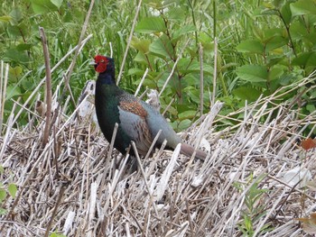 Green Pheasant 東京都多摩地域 Fri, 5/15/2020