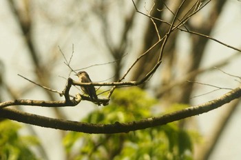 Narcissus Flycatcher 東京都 Sat, 5/2/2020