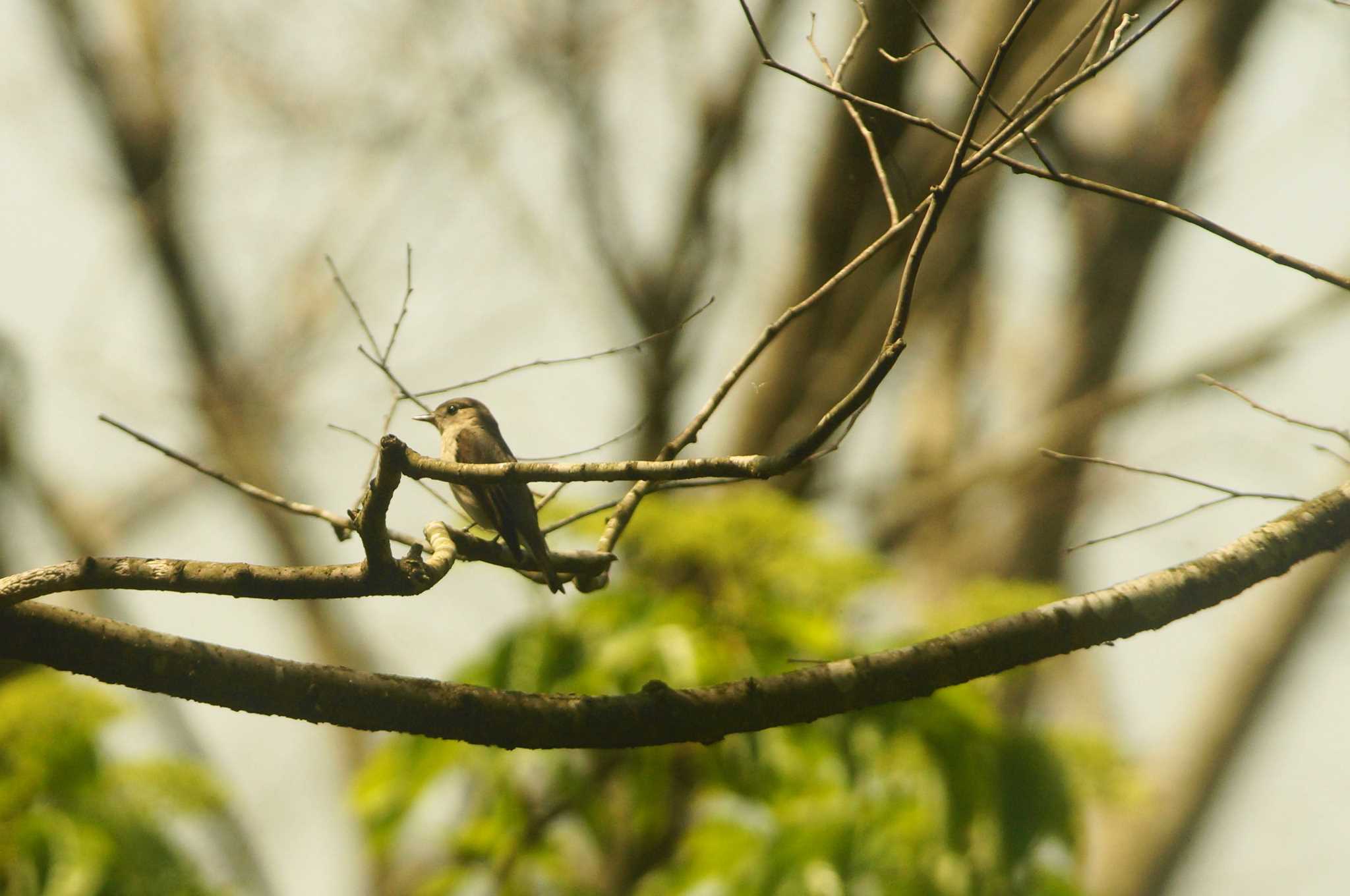 Photo of Narcissus Flycatcher at 東京都 by bea