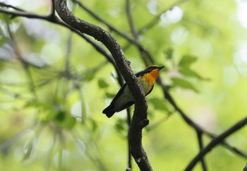 Narcissus Flycatcher 和歌山市 Fri, 5/15/2020