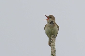 Oriental Reed Warbler 堺浜 Fri, 5/15/2020