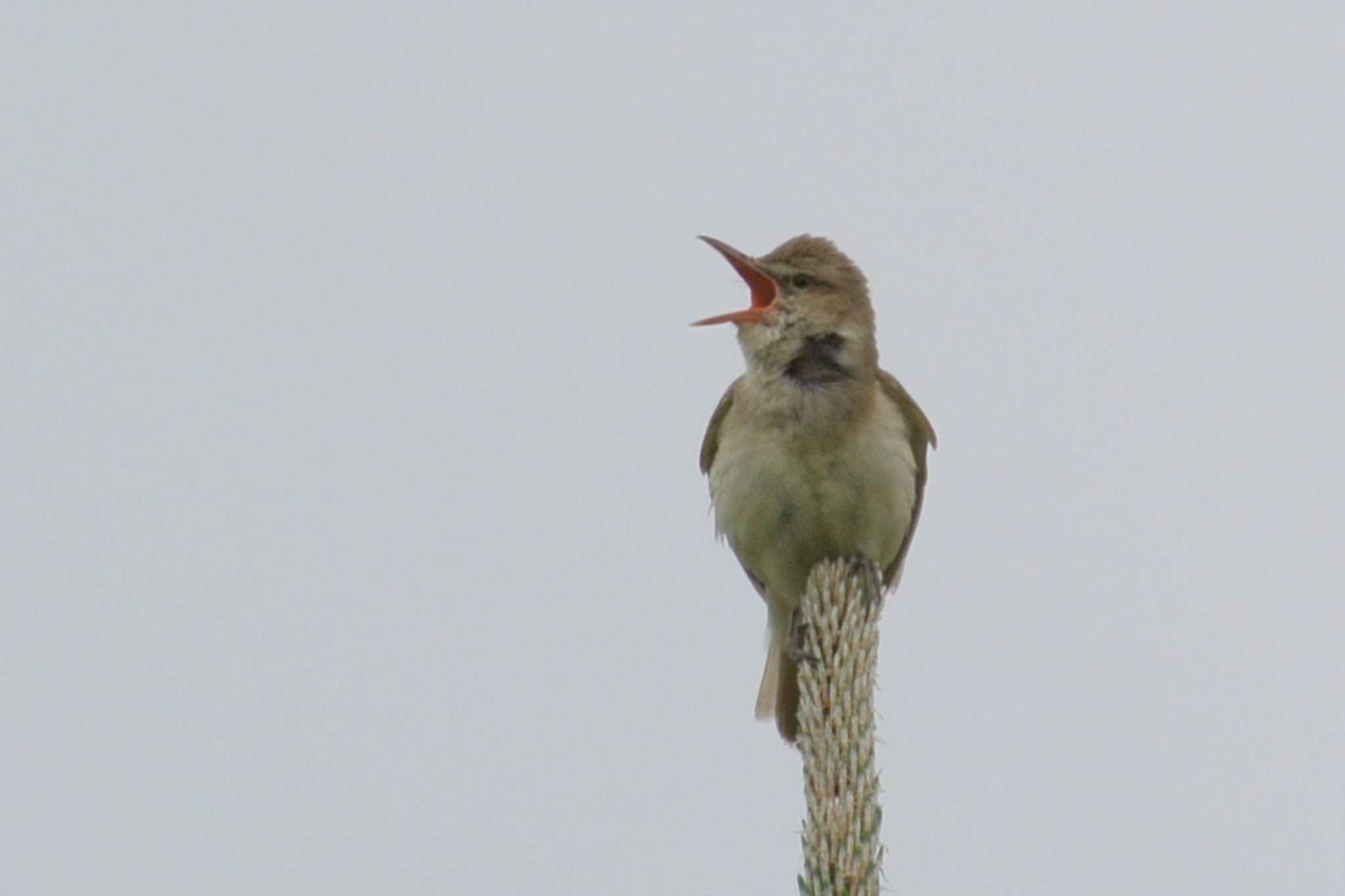 Photo of Oriental Reed Warbler at 堺浜 by Daguchan