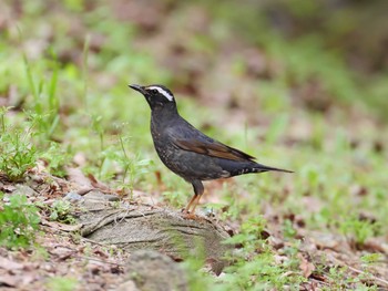 2020年5月15日(金) 兵庫県明石市の野鳥観察記録