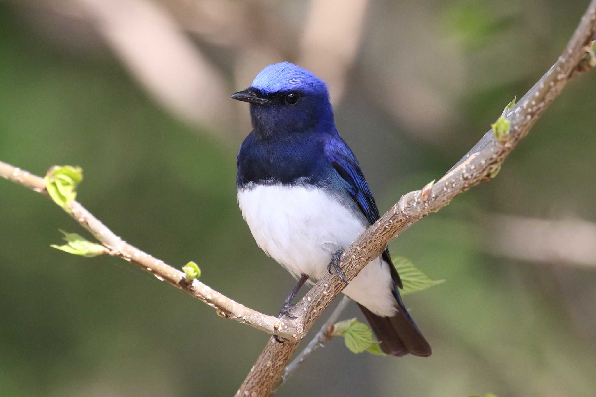 Blue-and-white Flycatcher