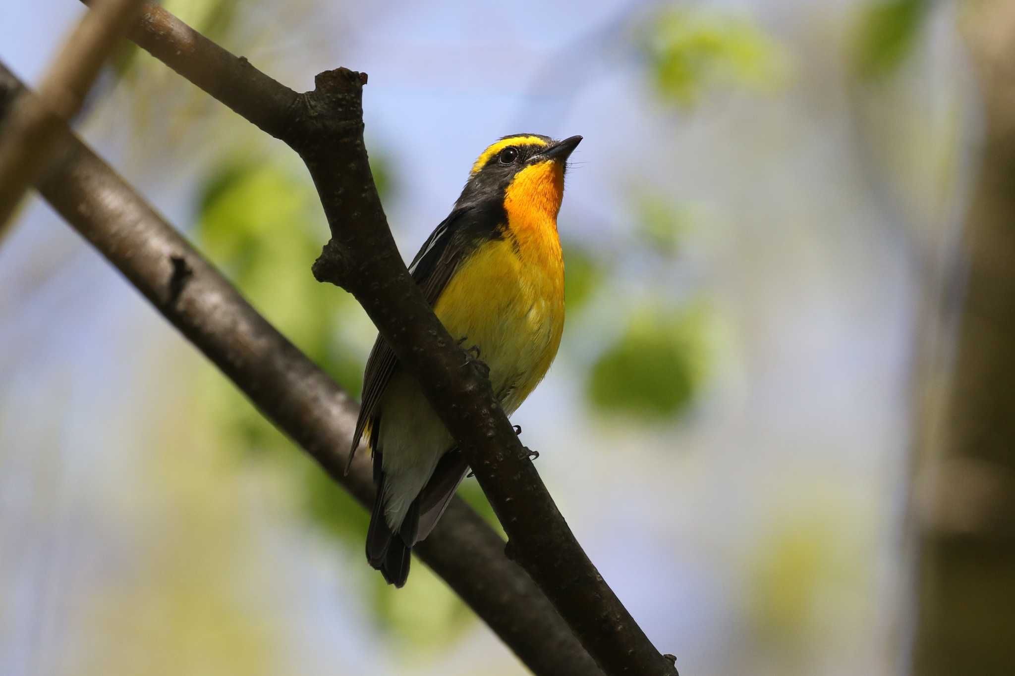 Narcissus Flycatcher