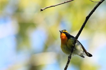 Narcissus Flycatcher 大沼公園(北海道七飯町) Sun, 5/20/2018